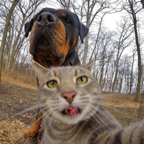 Porn Pics aww-so-pretty:  This cat have better selfies