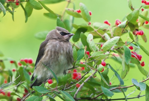 Cedar Waxwing (Bombycilla cedrorum)