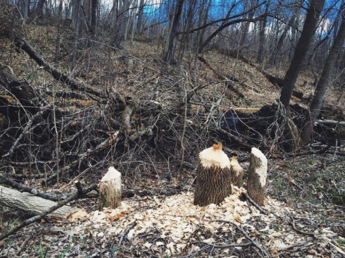 (via Beaver-chewed Wood #wisconsin #nature #spring #beavers #trees | amyfichter | VSCO Grid)