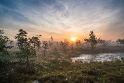 rorschachx:  Mist rises above the trees as autumn approaches in the 8000-year old Kermeri bog on the Latvian coast | image: Andrusaitis/RE