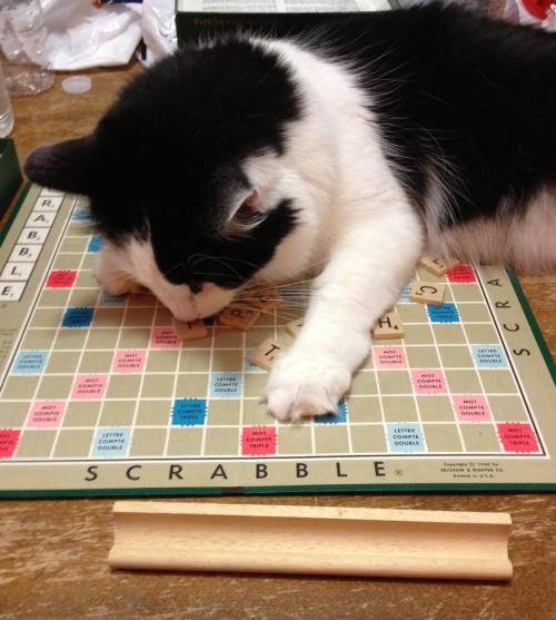 “YES!! MEOW is a playable Scrabble word…”Photo via Imgur