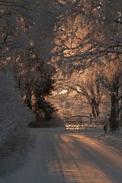 wonderous-world:  Winter Garden by Michał