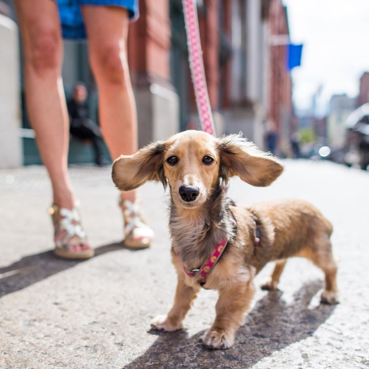 thedogist:
“ Punch, Dachshund (9 m/o), Houston & Lafayette St., New York, NY
”