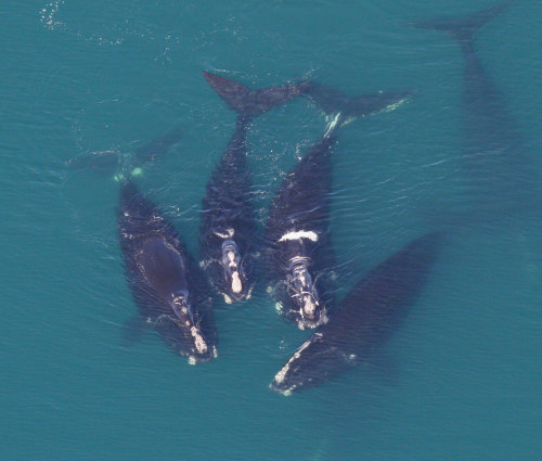 worldofwhales:Right Whale Group Socializingvia Georgia Wildlife Resources Division / cc