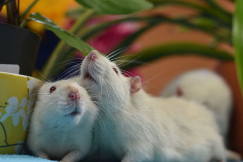 Ratties enjoy digging and playing in dirt! (Always make sure the plants are non-toxic for them 