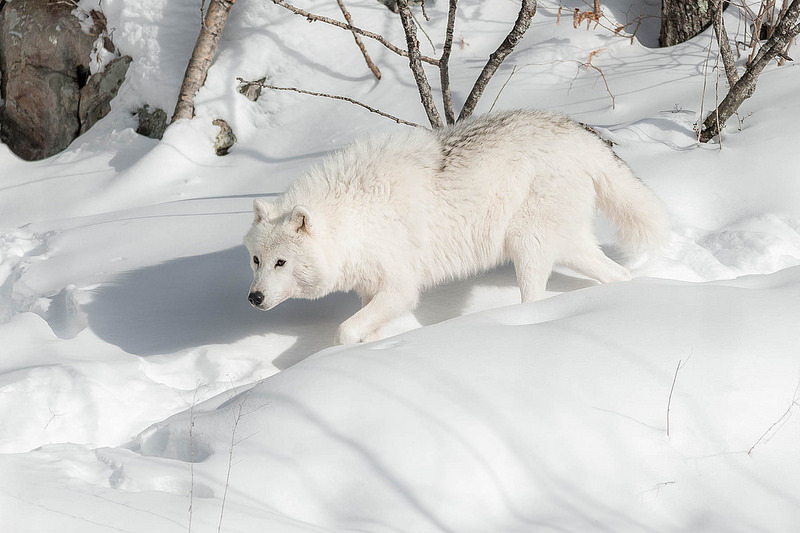 lonestray:  By  stevegilliesphotography 