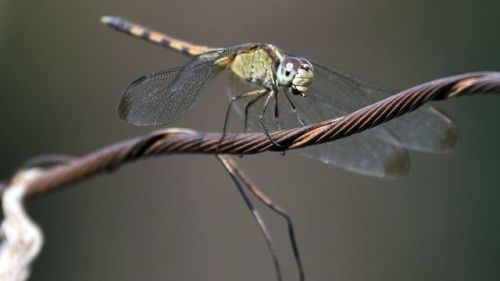 thalassaoinops:the-future-now:Female dragonflies crash-dive to their fake death to evade male harass