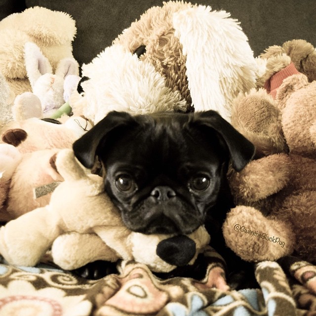 ilovepugs4ever:  Follow Dog Quotes. 