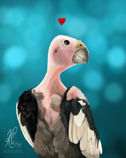 @finn.egan.begin.again might be the cutest little “vulture” ever he’s a rescue coc