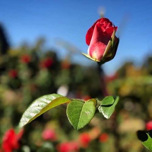 The rose garden  #rose #rosegarden #rosegardens #rosegardeneugeneoregon  #flower #flowers #nature #n