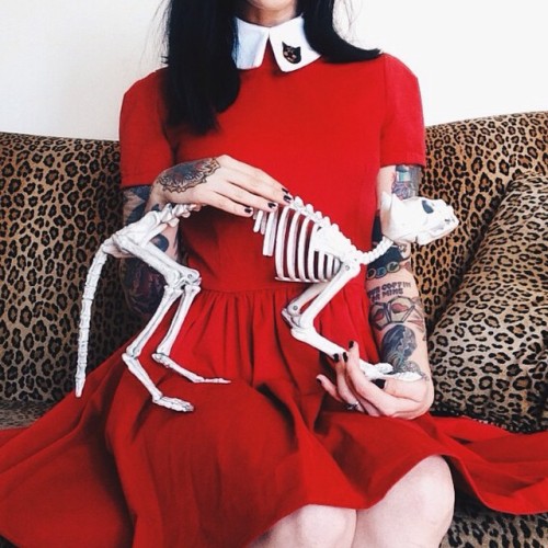 mrscreepshow:  elizasidney:  Boris, the skinless cat.   I want one of these decorative cat skeletons, so bad!