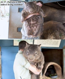 thegoddamazon:  nabyss:  ibegto-dreamanddiffer:  kaiyulgee:  saythewrongcranberry:  daftwithoneshoe:  dejavu394:  clotpoleandsorcerer:  cdlafere:  spideri:  babylizard:  i thought wombats were like a lot smaller. a LOT smaller. are we sure this isn’t