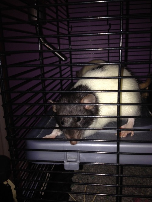 Update on the zoo: First the rats, Yuki (the 2nd) and Sketch who are both dumbos and little bite-y a