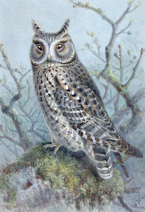 John Gerardus (Gerrard) Keulemans, Scops owl, late 19th century. Watercolor. Read more: Source
