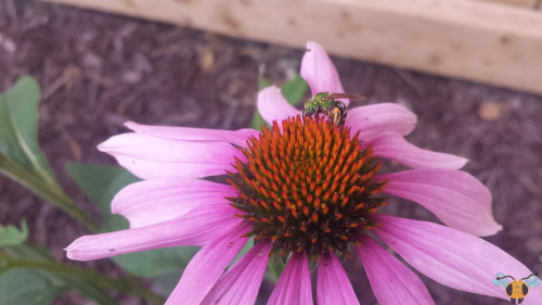 Bicolored Striped-Sweat Bee - Agapostemon virescensMost Bees are associated with colors like yellow 