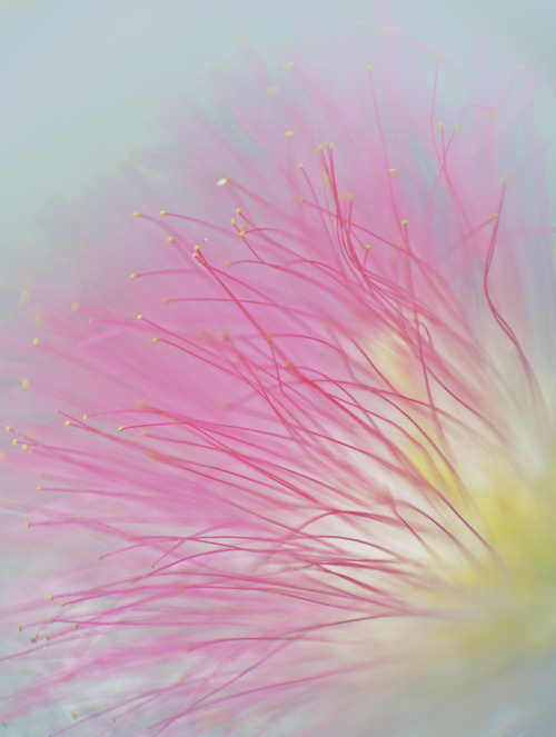 icardamome: InflorescenceArbre à Soie / Silk TreeAlbizia julibrissin