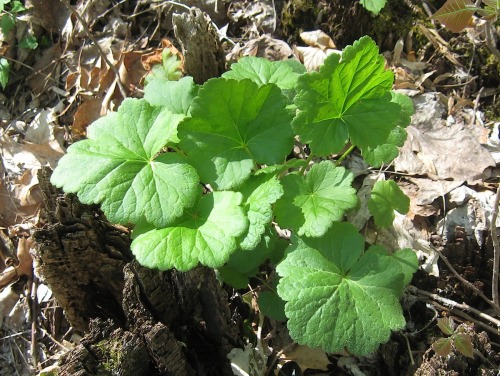 Exploring Black Rock the other day, I ran across the plant at the top, a native Heuchera (americana)