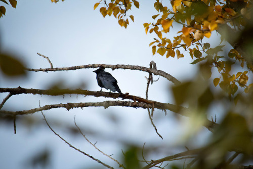 bird sitting