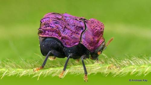 beetledrink:end0skeletal:Unidentified Leaf Beetles (Ecuador) byAndreas KayChlamisus or Fulcidax?kind