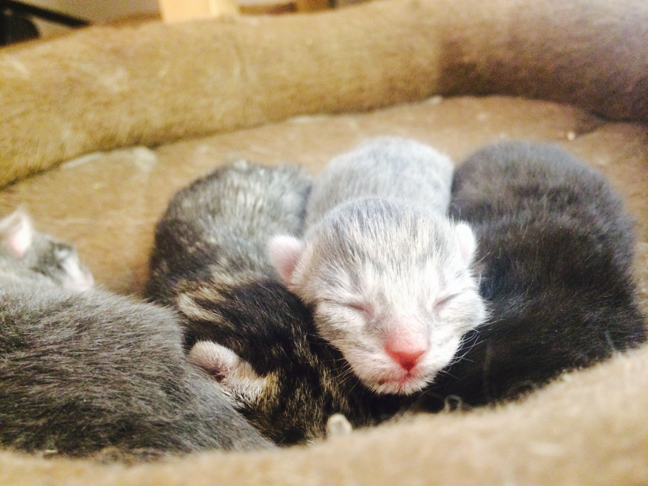 scratchingpad:  You people liked Oliver so much Oprah made four more of him (lucky