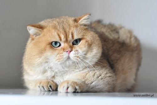 scottishstraight: Handsome chubby cat! © “EstiBri PL” cattery @foolishandfurious We