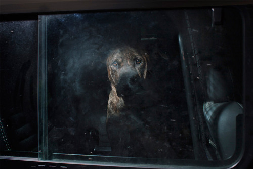 likeafieldmouse: Martin Usborne - The Silence of Dogs in Cars (2011)