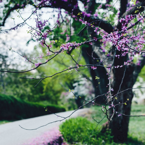 blooms-and-shrooms:   	bold and beautiful by Lisa Shen    