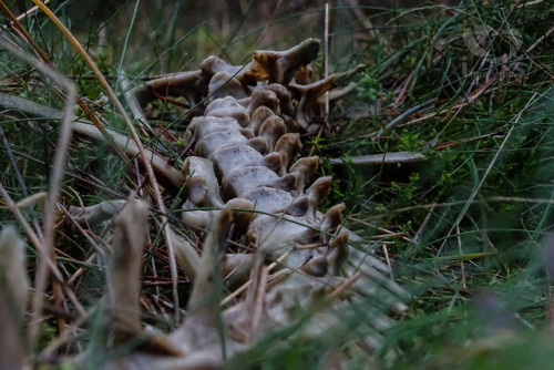 sylvansoothsayer: emerald-of-the-eight: Deer bones picked bare in a forest in northern Germany. Imag