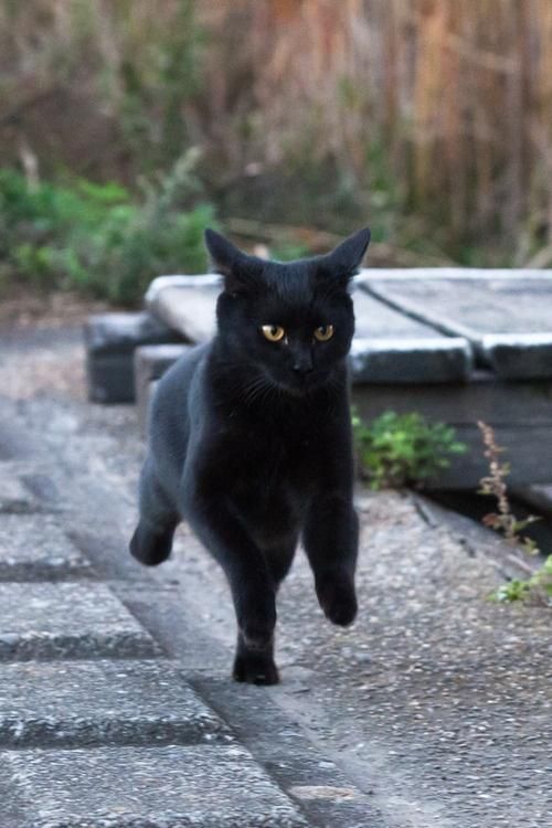 Black Cat Appreciation Post