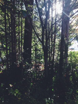 eartheld:  peaceintheforest:  Peace In The Forest   mostly nature