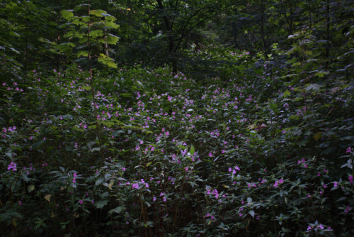 kartoffele:Nature photography by me © kartoffele​