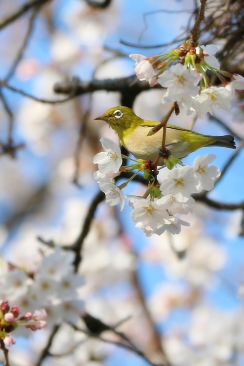 桜とメジロ cherryblossom and white-eye.