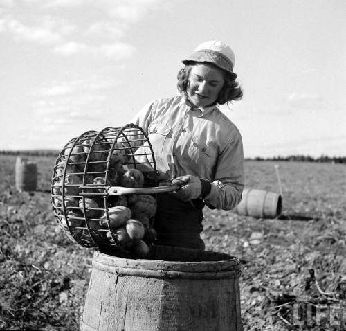 Potato harvest(Yale Joel. 1949)