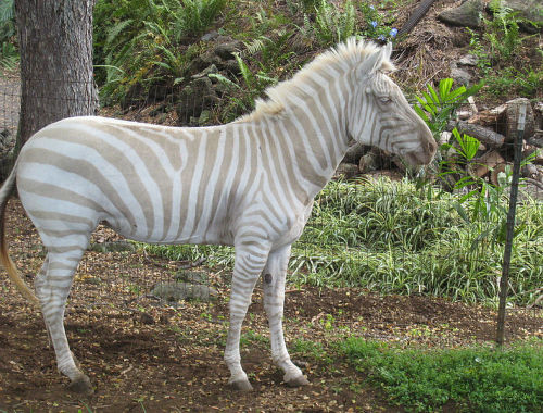 why-animals-do-the-thing: fyanimaldiversity: Mutations in Plains Zebra (Equus quagga) Nicknamed Marb