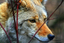 funkysafari:  Wild wolf in Alaska by Koplin