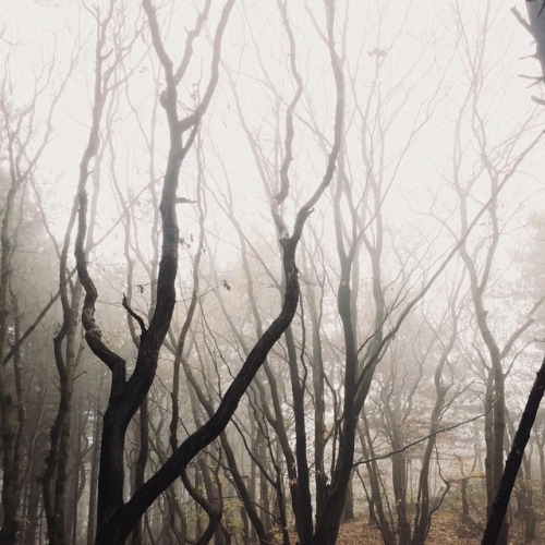 nonalimmen:  March, all that deceptive light but no fruits yet. © Nona LimmenFacebook / Instagram