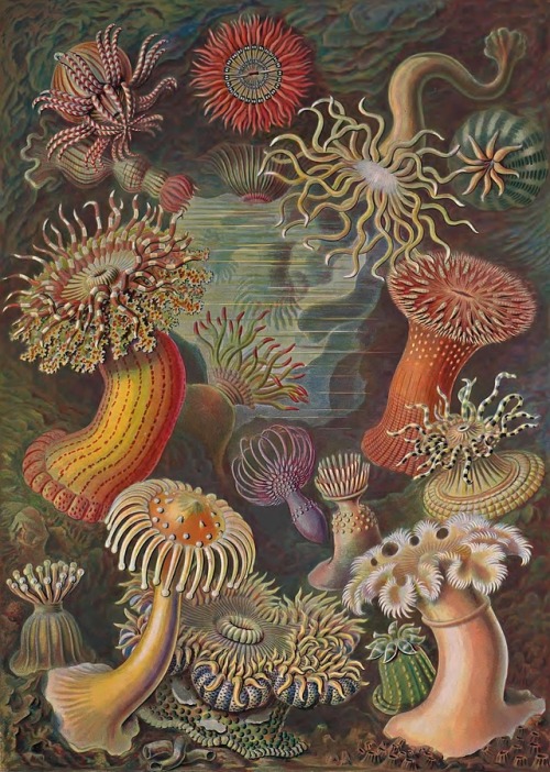 Ernst Haeckel - Kunstformen der Natur - 1899 - via Internet Archive (also via Wikimedia and LOC)