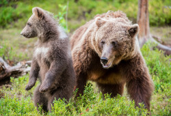 fuck-yeah-bears:  Brown Bear mother and cub