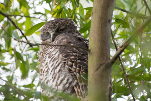 POWERFUL OWL(Ninox strenua)Midgley, D. 2016. “Powerful Owl”AustraliaWhilst not the bigge