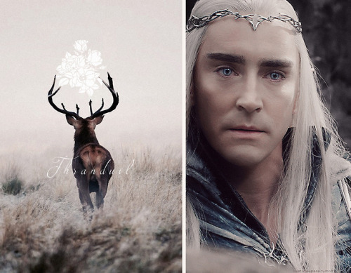 bestofleepace:The Elvenking