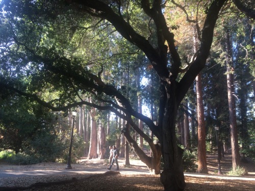 tolivetraveling:  Eucalyptus Grove UC Berkeley, porn pictures