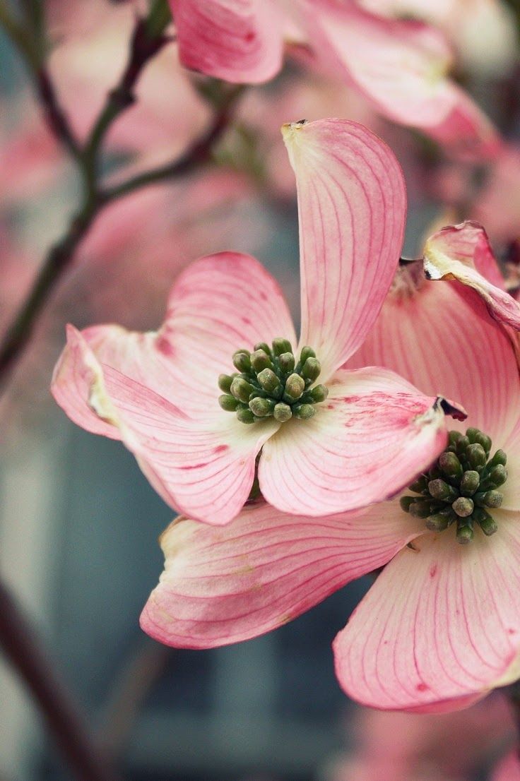 flowersgardenlove:  Dogwood Beautiful gorgeous pretty flowers 