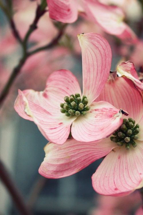 flowersgardenlove:  Dogwood Beautiful gorgeous pretty flowers 
