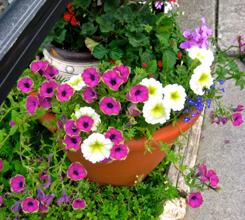 Petunias and friends.