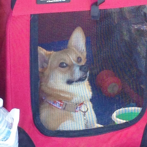 emmathebean:  gatsbyadventures:So a couple Corgi Ladies and I were talking about