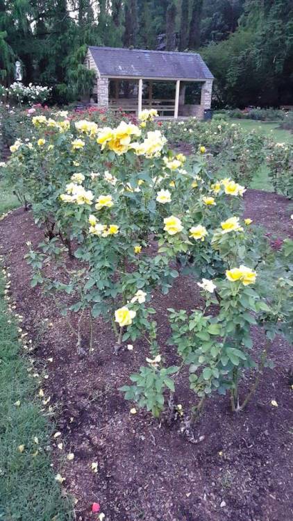 trans-witch-lexi:  I went to a rose garden and it was so beautiful!!!