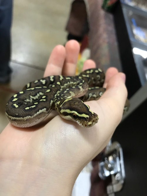 One of the Baby Angolan Pythons we had for sale at the All Ohio Reptile Show today! This one has the