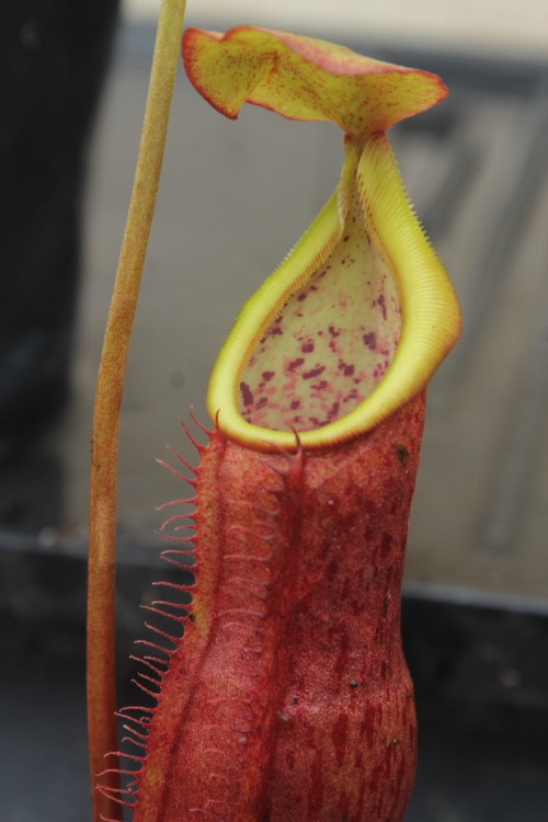 Nepenthes spathulata x (thorelii x densiflora)