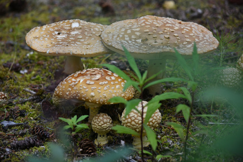 That moment when you have 100 things to do, but it&rsquo;s Mushroom Monday so&hellip; Happy 