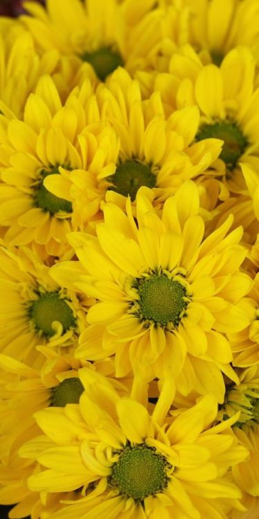Yellow flowers, Gerbera, basket, bloom, 1080x2160 wallpaper @wallpapersmug : bit.ly/2EBfd6v -